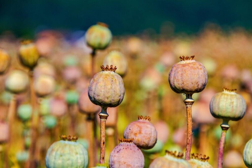 hdd poppy pods